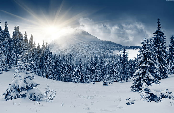 5k, 4k, matahari, salju, gunung, hutan musim dingin, pohon cemara, Wallpaper HD