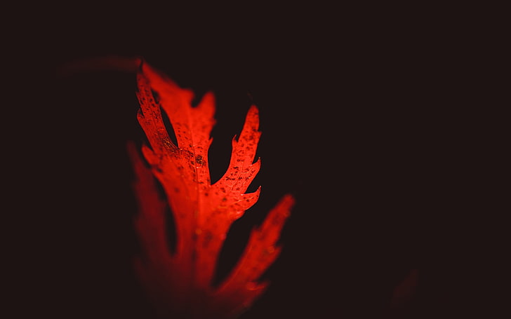 foglia rossa, luce foglia rossa, foglie, macro, Sfondo HD