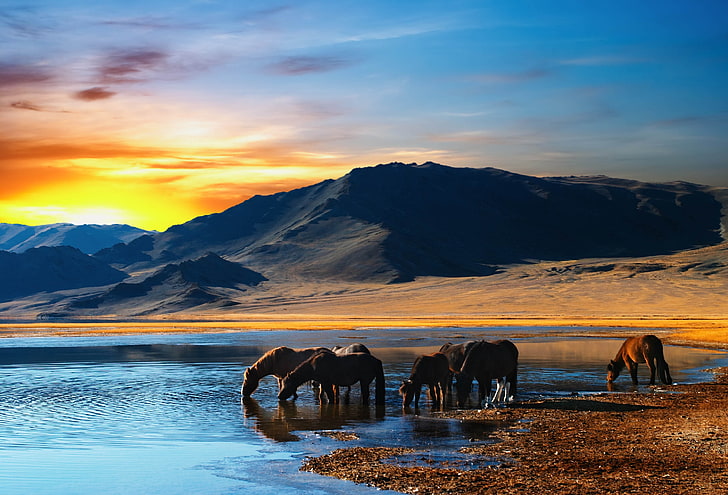 brown and black horses, horse, herd, watering hole, lake, mountains, sunset, HD wallpaper