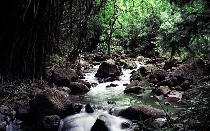 кафяви скали, река, гора, скала, джунгла, поток, вода, природа, пейзаж, HD тапет