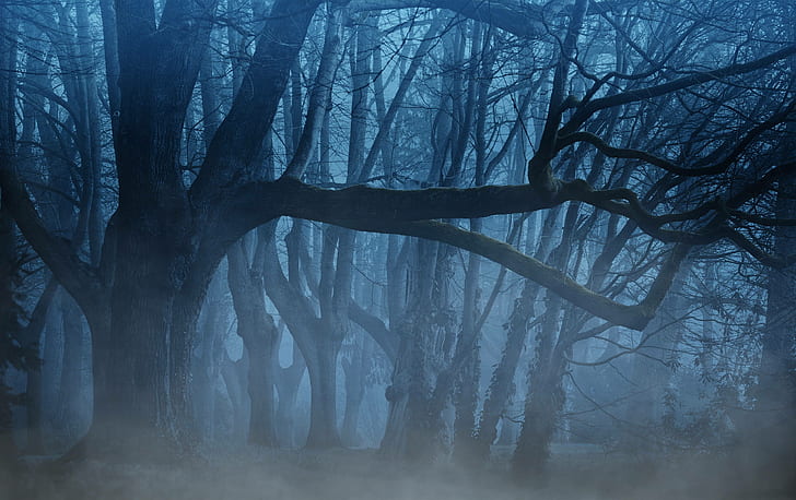 мъгла, фон, дървета, естетически, гора, странно, HD тапет