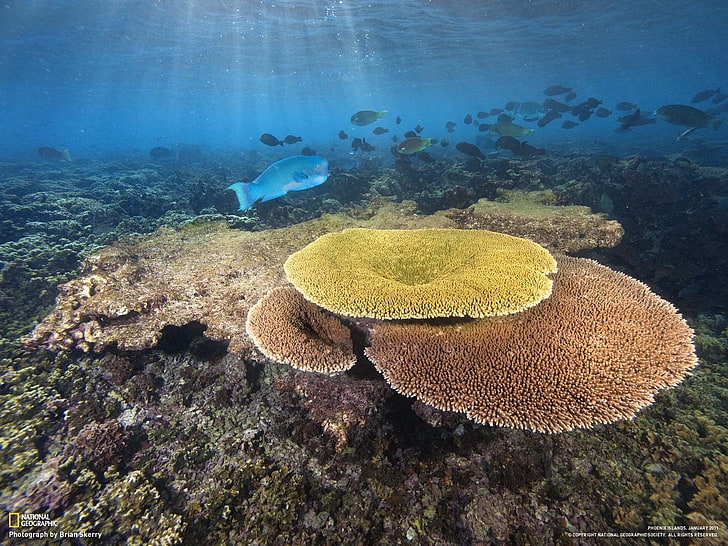 National Geographic, корали, риби, подводни, HD тапет