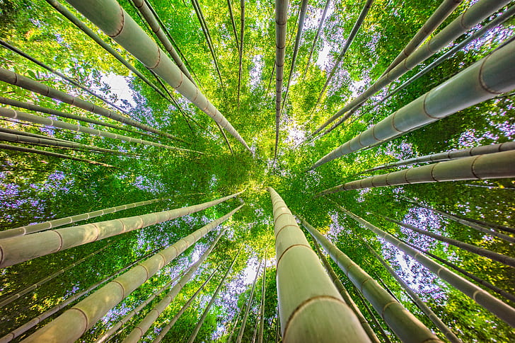 Bamboo trees ant view, bamboo, jungle, Bamboo, trees, ant, view, ILCE-7M2, F4.5, Yokohama, forest, bamboo - Plant, nature, tree, bamboo Grove, leaf, plant, outdoors, green Color, tall - High, growth, HD wallpaper