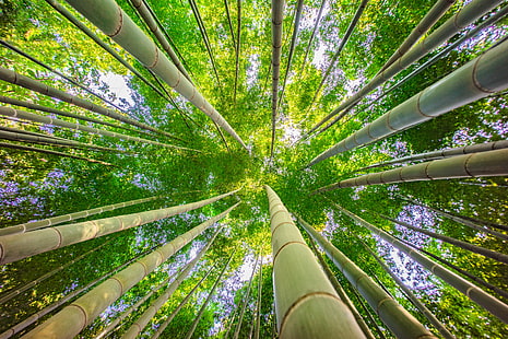 Bamboo trees ant view, bamboo, jungle, Bamboo, trees, ant, view, ILCE-7M2, F4.5, Yokohama, forest, bamboo - Plant, nature, tree, bamboo Grove, leaf, plant, outdoors, green Color, tall - High, growth, HD wallpaper HD wallpaper