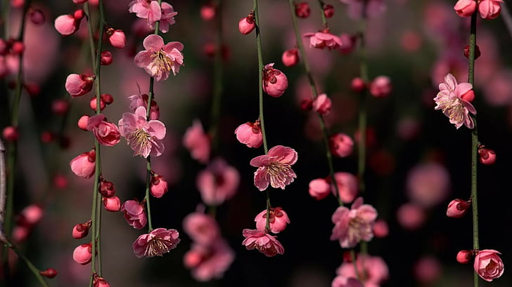 розови листни цветя, природа, HD тапет