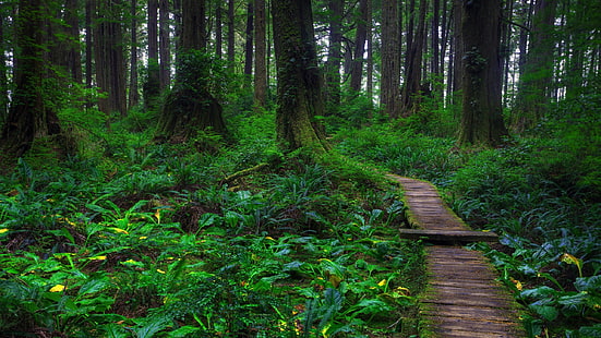 자연 숲 요정 2560x1440 자연 숲 HD 아트, 자연, 숲, HD 배경 화면 HD wallpaper