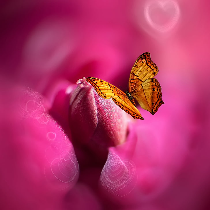 Blume, Schmetterling, Farbe, Herz, Styling, Josep Sumalla, HD-Hintergrundbild