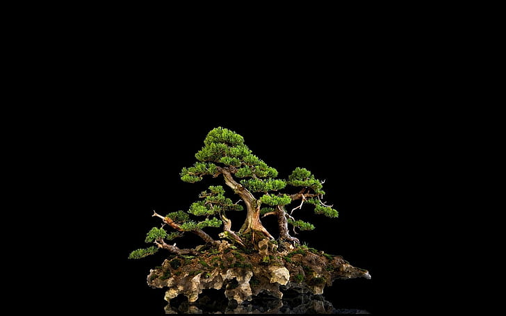tree, bonsai, black background, HD wallpaper