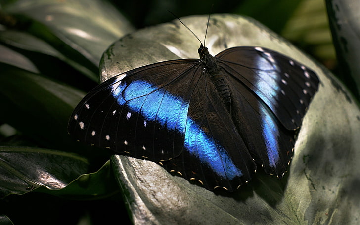 голубая морфо полосатая бабочка, бабочка, темно, крылья, поверхность, HD обои