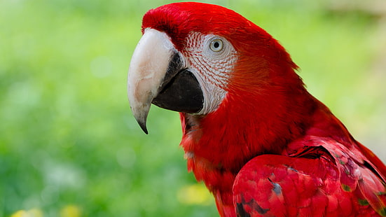 червена ара птица, животни, ара, природа, отблизо, птици, папагал, HD тапет HD wallpaper