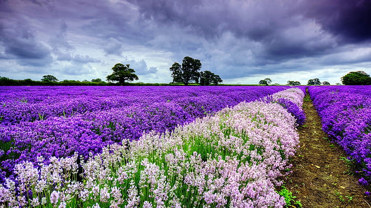 schönes Feld schöne Lavendel Zeilen Natur Felder HD Kunst, Blume, schön, schön, Feld, Lavendel, Zeilen, HD-Hintergrundbild