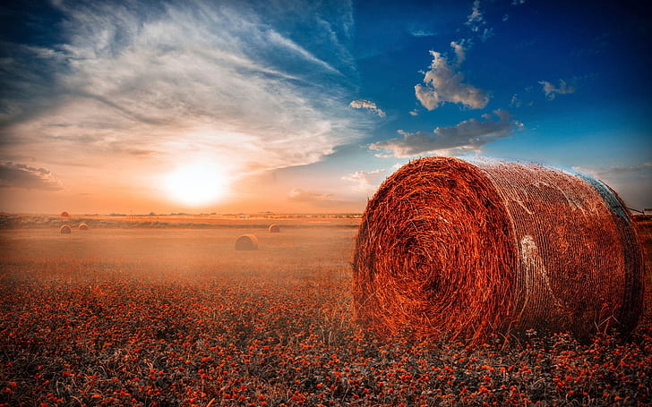 Hay Rolls Field, оранжеви макове, поле, сено, ролки, HD тапет