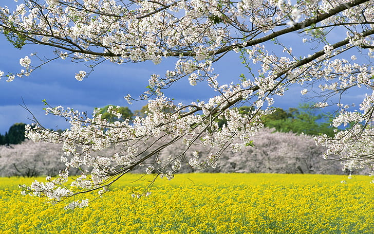 Ramos árvores primavera, primavera, árvores, galhos, floração, HD papel de parede