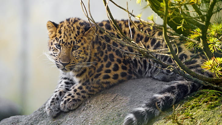 Filhote de leopardo fofo, leopardo marrom e preto, fofo, leopardo, filhote, HD papel de parede
