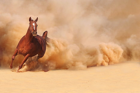 kuda coklat, pasir, kuda, debu, lari, lari, Wallpaper HD HD wallpaper