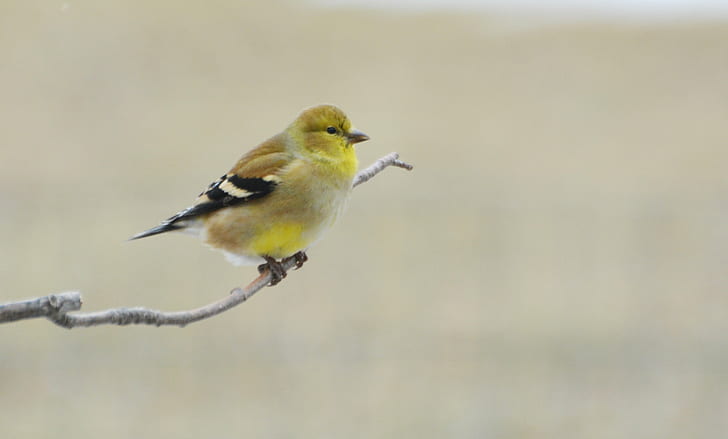 green and black short-beak bird perched on tree branch, american goldfinch, american goldfinch, bird, animal, wildlife, nature, outdoors, animals In The Wild, HD wallpaper