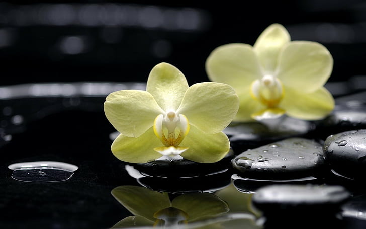Flowers, Orchids, Phalaenopsis, Yellow, Rocks, Flat, Black, Drop, Water, Reflection, HD wallpaper