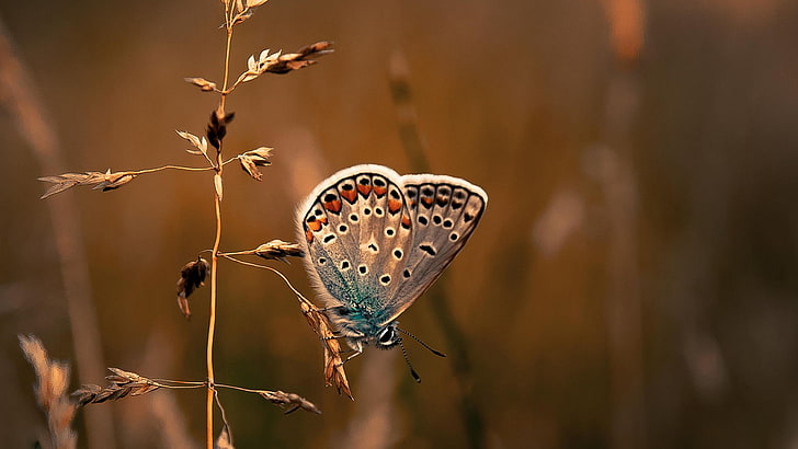 borboleta, inseto, azul comum, borboleta azul comum, polinizador, HD papel de parede
