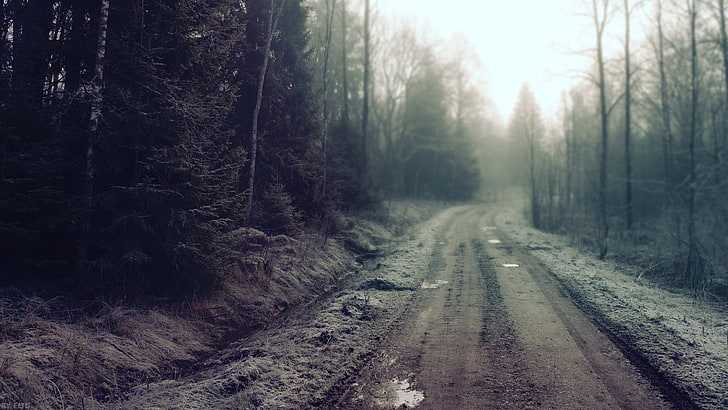 green pine trees, road, mist, dirty, trees, forest, landscape, nature, grass, Finland, path, mud, dirt, HD wallpaper