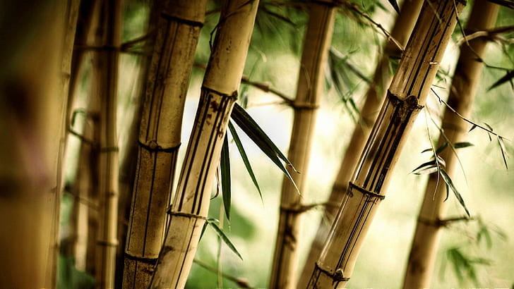 fotografía, bambú, Fondo de pantalla HD