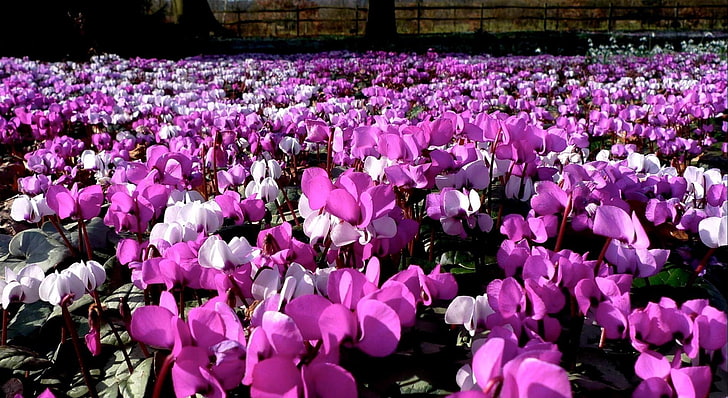purple flowers, cyclamen, flowers, pink, flowerbed, HD wallpaper