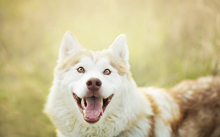 Malamute d'Alasca marrone e bianco adulto, cane, museruola, occhi, lingua, Sfondo HD