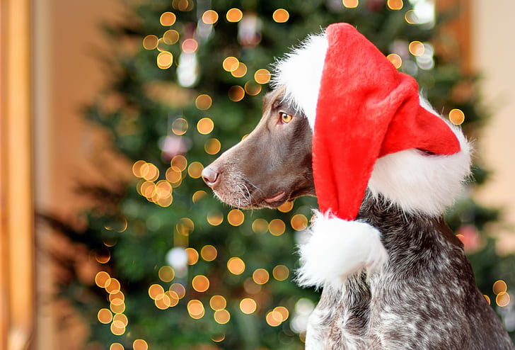 Ponteiro alemão, chapéu, chapéu de Papai Noel vermelho e branco, chapéu, perfil, cão, ponteiro de cabelos curtos, ponteiro alemão, ponteiro de cabelos curtos alemão, HD papel de parede