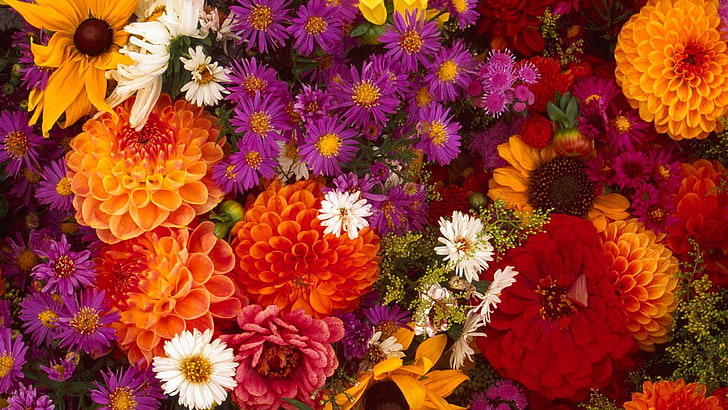 花、ピンク、花、花束、花、植物、春、花びら、装飾、庭、花、デイジー、葉、植物、夏、花、愛、色、デザイン、自然、バレンタイン、閉じる、葉、休日、お祝い、ロマンス、黄色、アート、花びら、植物、木、カラフル、バラ、ギフト、 HDデスクトップの壁紙