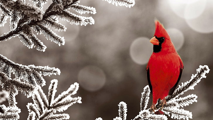 animals, birds, snow, Cardinals, frost, HD wallpaper