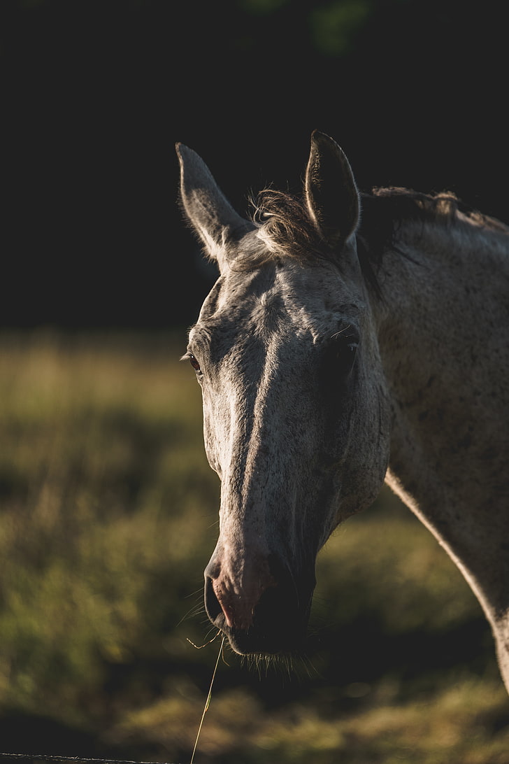 Tieraugen, Pferd, HD-Hintergrundbild, Handy-Hintergrundbild