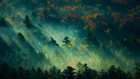 papel tapiz digital bosque verde, bosques verdes, paisaje, fotografía, verde, árboles, luz solar, bosque, otoño, Fondo de pantalla HD HD wallpaper