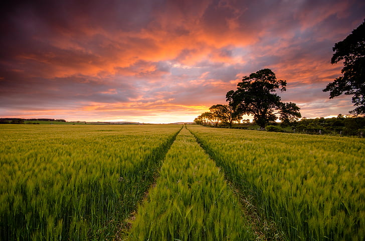 green grass field during orange sunset, Lines, green grass, grass field, orange, sunset, Ayton, Scotland, sky, clouds, cloudy, night, nature, rural Scene, agriculture, field, outdoors, summer, farm, landscape, yellow, sunlight, sun, cloud - Sky, sunrise - Dawn, meadow, dusk, scenics, season, plant, land, blue, growth, non-Urban Scene, beauty In Nature, tree, HD wallpaper