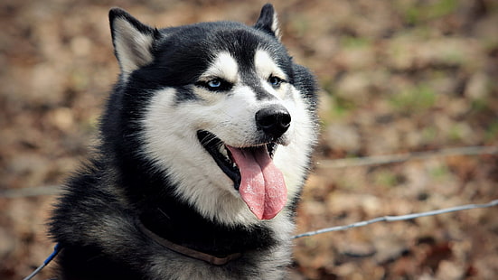 adulto blanco y negro husky siberiano, husky siberiano, perro, animales, Fondo de pantalla HD HD wallpaper