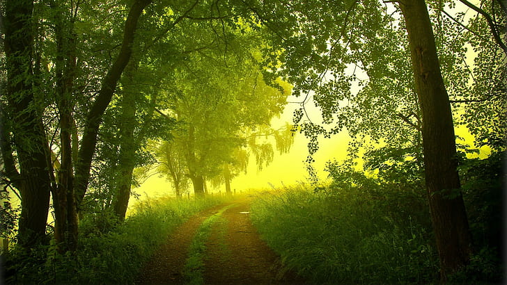 гора, дървета, пейзаж, черен път, мъгла, зелено, HD тапет