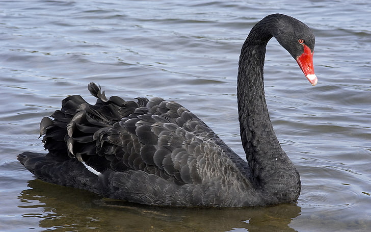 Bilder für das Handy Big Black Swan Hd 3840 × 2400, HD-Hintergrundbild