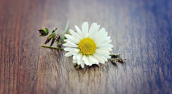 flowers, matricaria, daisies, macro, beige, texture, white flowers, HD wallpaper HD wallpaper
