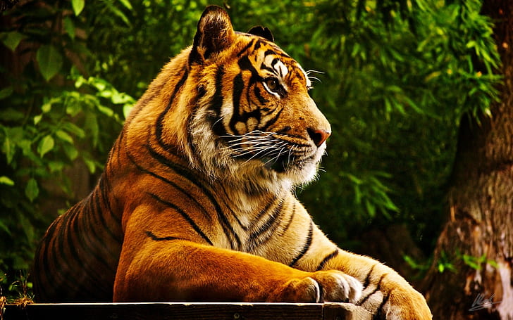 животни красиви Тигър Животни Други HD Art, красиви, животни, тигър, дърво, HD тапет