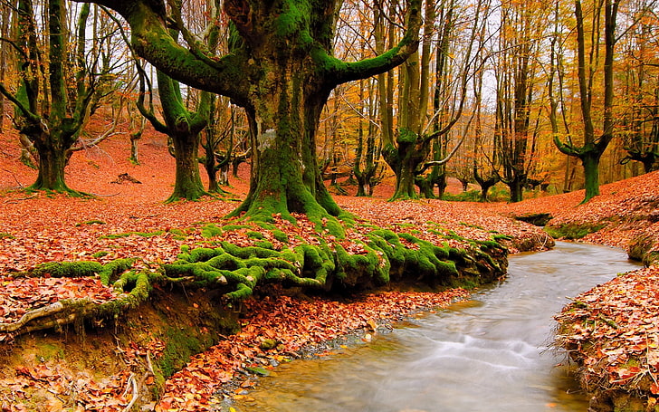 yellow leafed trees, trees, river, autumn, moss, roots, green, leaves, yellow, stream, HD wallpaper