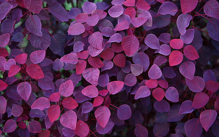 Folhas vermelhas plantam fotografia close-up, planta de folhas roxas, Vermelho, Folhas, Planta, Fotografia, HD papel de parede