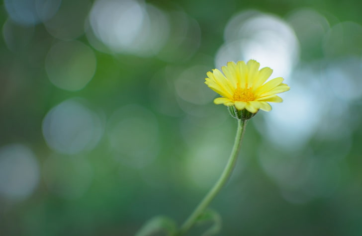 F L O W E R, yellow flower, Aero, Bokeh, nature beauty, beautiful, flower, yellow, small, HD wallpaper