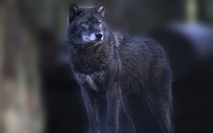 lobo preto, animais, lobo, HD papel de parede
