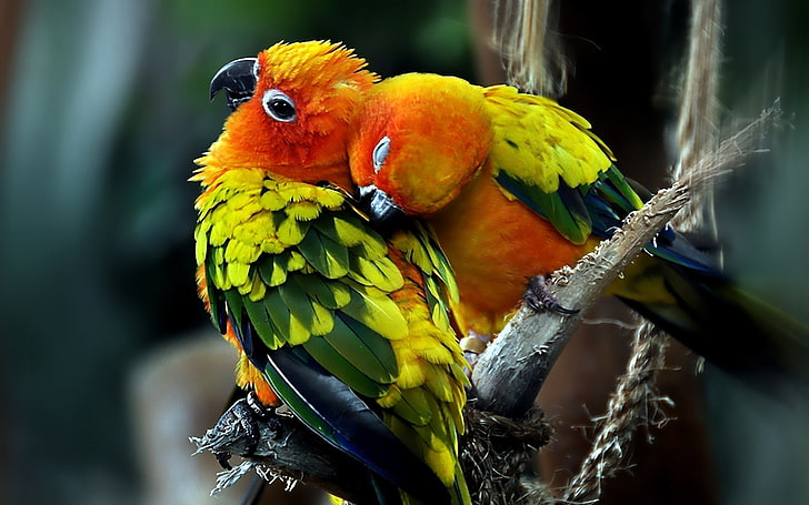 Cinta Burung Beo Pasangan, dua burung hijau-merah, Hewan, Burung Beo, hewan, cinta, pasangan, Wallpaper HD