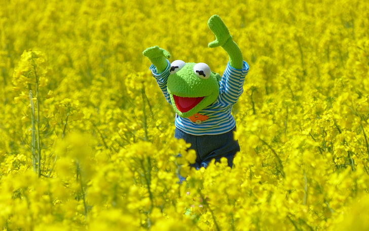 Kermit la rana, flores, Fondo de pantalla HD