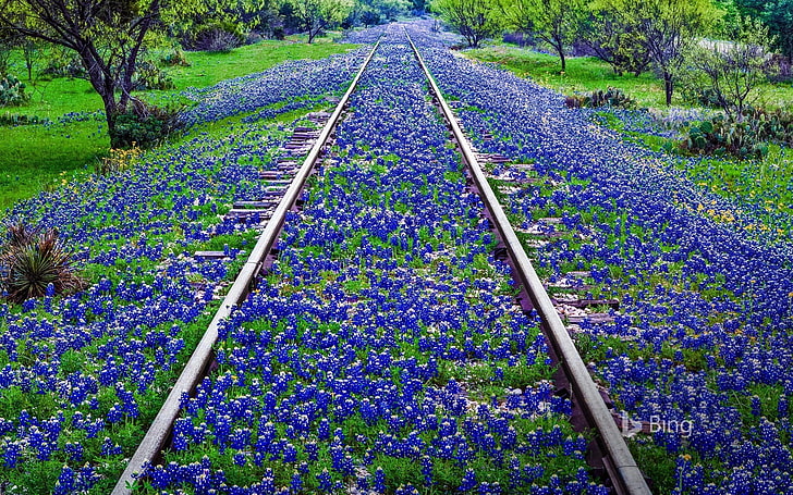 Kwiaty Texas Bluebonnet w pobliżu Llano-2017 Bing., Tapety HD
