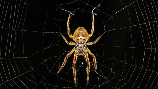 pajęczyna, owad, kolumbia, makro, pajęczyna, pająk, Tapety HD HD wallpaper