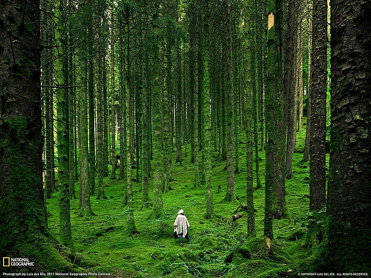 Moos, Großbritannien, Bäume, Gras, Rücken, Natur, Schottische Highlands, National Geographic, Regenmantel, Wald, Schottland, Landschaft, HD-Hintergrundbild