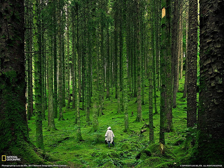 naturaleza, paisaje, National Geographic, árboles, bosque, hierba, musgo, Tierras Altas de Escocia, Reino Unido, Escocia, impermeable, espalda, Fondo de pantalla HD