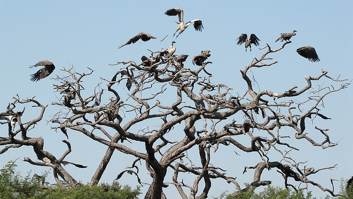 kawanan burung putih-dan-hitam, hewan, burung, alam, terbang, burung nasar, Wallpaper HD