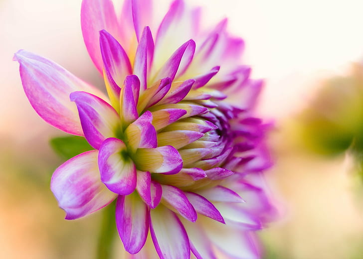 micro photography of purple and white flower, dahlia, dahlia, Dahlia, micro, photography, purple, white flower, flower  flower, flowers, floral, macro, closeup, dahlias, Denver Botanic Gardens, Colorado, focus stacking, Zerene, Stacker, nature, pink Color, plant, petal, flower Head, flower, close-up, botany, beauty In Nature, HD wallpaper
