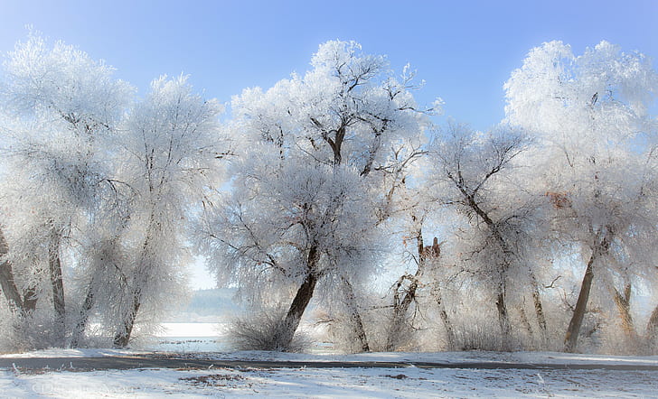 winter, snow, landscape, nature, trees, sunlight, clear sky, road, frost, bright, sky blue, HD wallpaper